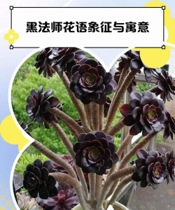 小众送妈妈的花有哪些花