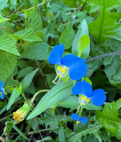 小众送妈妈的花有哪些花