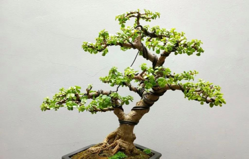 小众送妈妈的花有哪些花