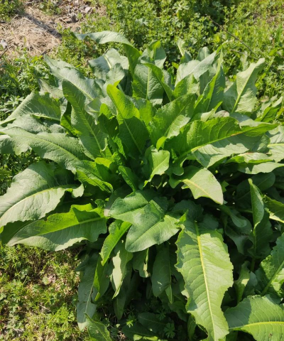 野生大黄长什么样子