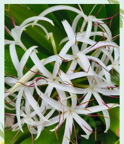 小众送妈妈的花有哪些花