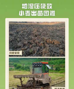 种小麦地湿压硬了能出吗