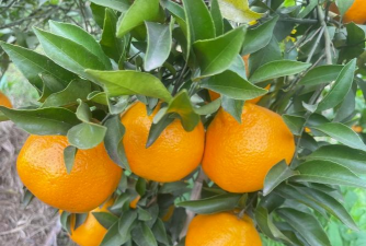 大分四号与由良蜜桔的比较