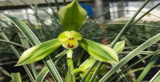 小众送妈妈的花有哪些花