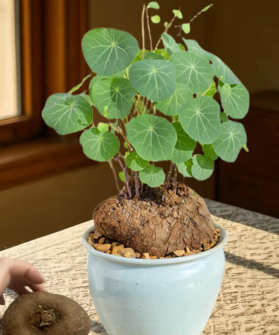 小众送妈妈的花有哪些花