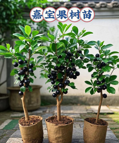 嘉宝果树苗哪里有