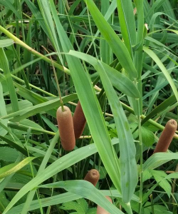 蒲棒是什么植物