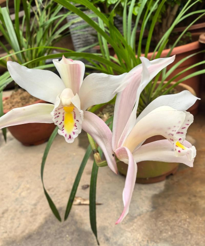 小众送妈妈的花有哪些花