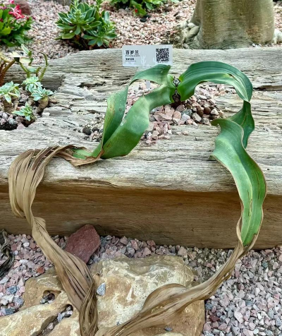 小众送妈妈的花有哪些花