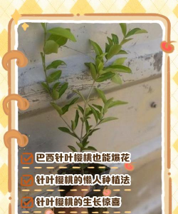 小众送妈妈的花有哪些花