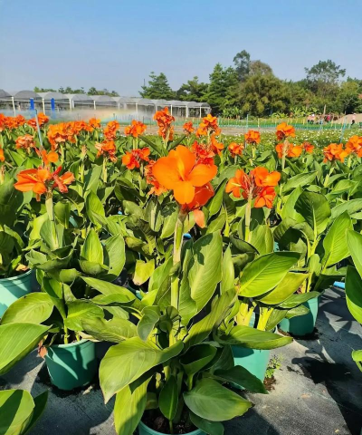 小众送妈妈的花有哪些花