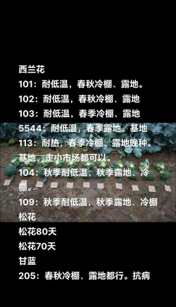 小众送妈妈的花有哪些花