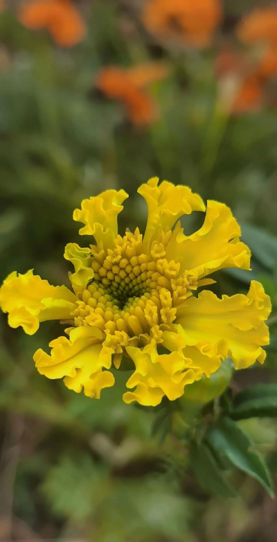 小众送妈妈的花有哪些花