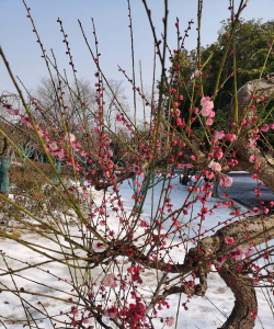 小众送妈妈的花有哪些花