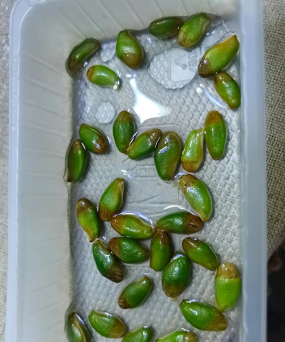 小众送妈妈的花有哪些花