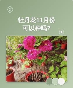 小众送妈妈的花有哪些花
