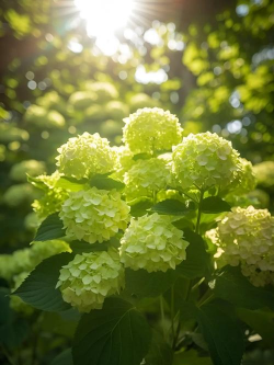 绿色的花有哪些?