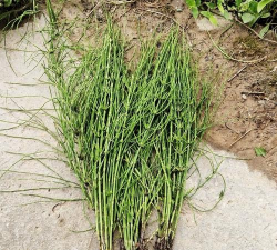 小众送妈妈的花有哪些花