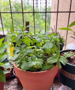 小众送妈妈的花有哪些花