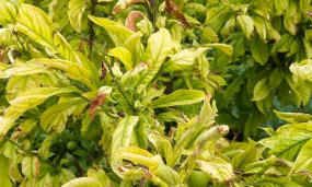 小众送妈妈的花有哪些花