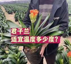 小众送妈妈的花有哪些花