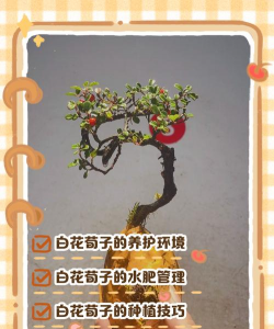 小众送妈妈的花有哪些花