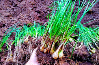 小众送妈妈的花有哪些花