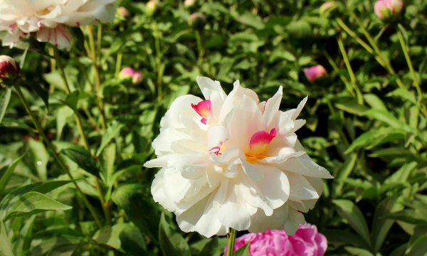 芍药被人们誉为