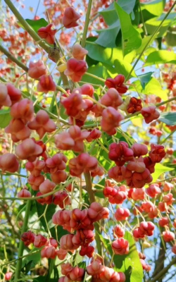 白杜树果实有毒吗 白杜树果实有毒吗