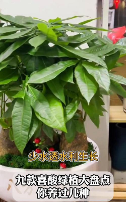 小众送妈妈的花有哪些花