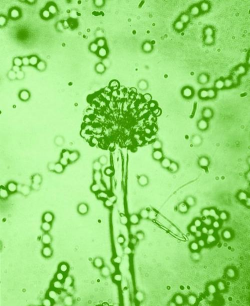 小众送妈妈的花有哪些花