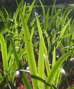 小众送妈妈的花有哪些花