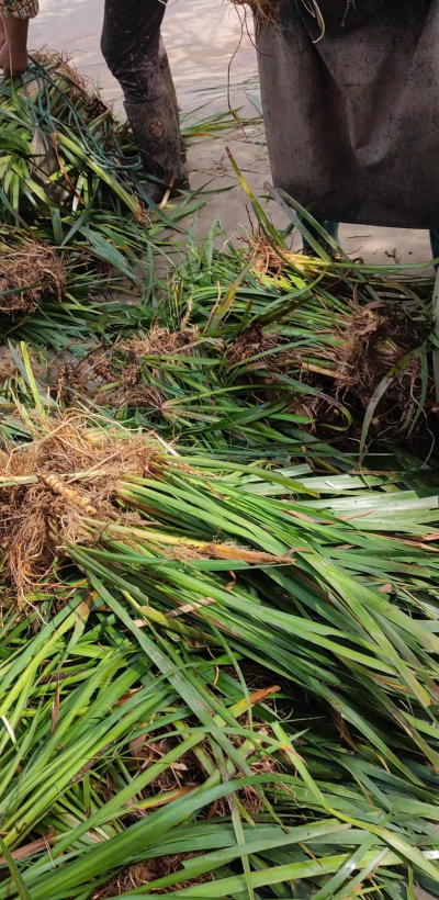 石菖蒲的生长环境