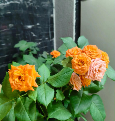 小众送妈妈的花有哪些花