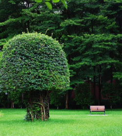 公园里面有什么常见树