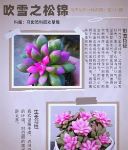 小众送妈妈的花有哪些花
