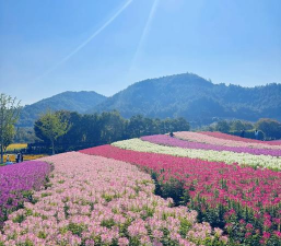 小众送妈妈的花有哪些花