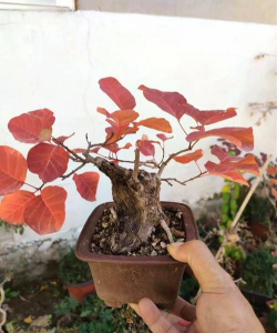 小众送妈妈的花有哪些花