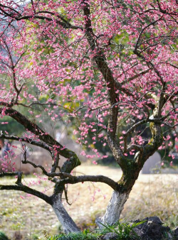 小众送妈妈的花有哪些花
