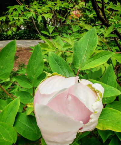 小众送妈妈的花有哪些花