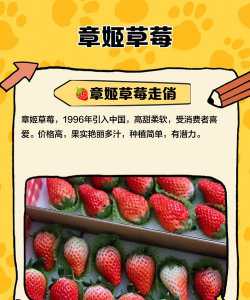 章姬草莓品种介绍