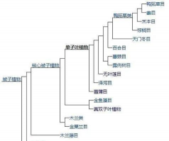 小众送妈妈的花有哪些花