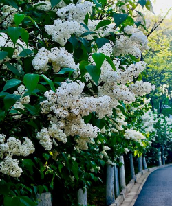 小众送妈妈的花有哪些花