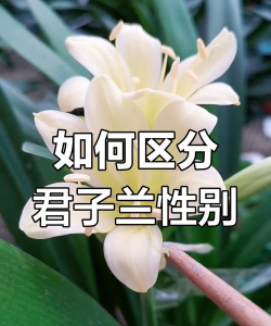 小众送妈妈的花有哪些花