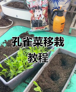 孔雀菜可以移栽吗