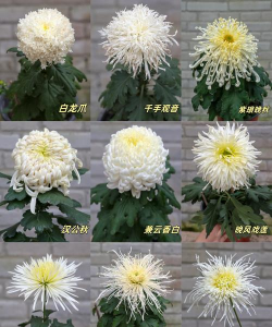 小众送妈妈的花有哪些花