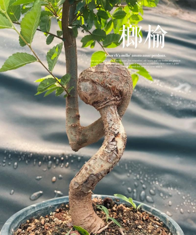 小众送妈妈的花有哪些花