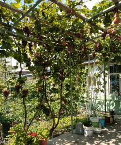 小众送妈妈的花有哪些花