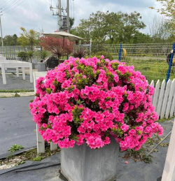 安酷杜鹃耐寒吗