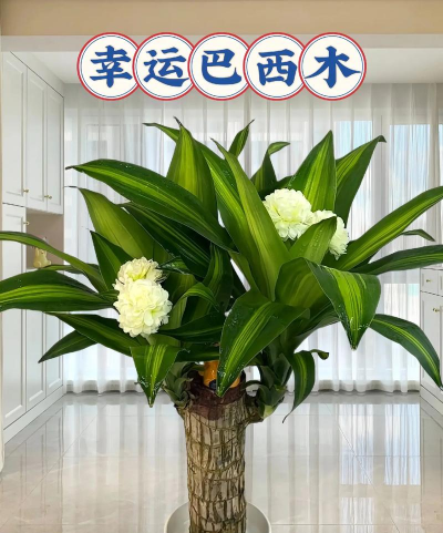 小众送妈妈的花有哪些花